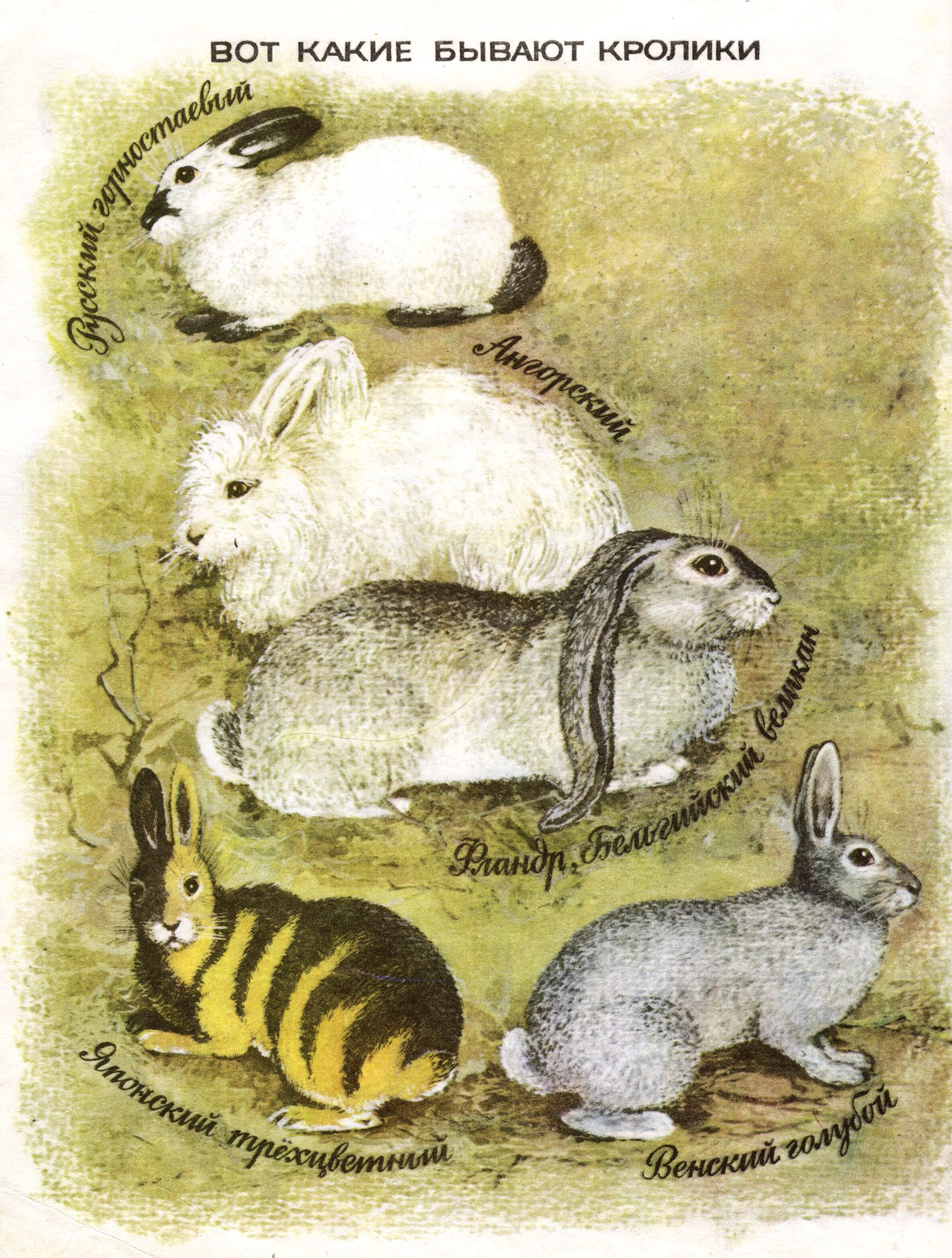 На рисунке изображены горностаевые кролики выращенные при разных температурах окружающей среды какое